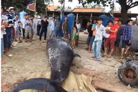 Cá voi “khủng” hơn 2 tấn, dài 6m dạt vào bờ biển Khánh Hòa