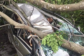 Cây xanh khổng lồ đè bẹp ôtô chạy trên đường giữa Sài Gòn