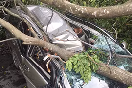 Cây xanh khổng lồ đè bẹp ôtô chạy trên đường giữa Sài Gòn