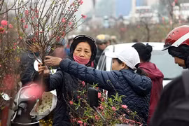 Ảnh: Chợ Quảng An tràn ngập hoa đào ngày cận Tết Nguyên đán 2019
