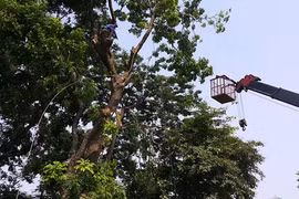 HN di dời hàng xà cừ đường Kim Mã để làm đường sắt đô thị