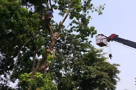 HN di dời hàng xà cừ đường Kim Mã để làm đường sắt đô thị