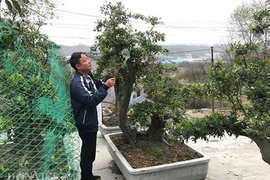 “Chơi ngông”, đại gia chi trăm triệu mua hồng đá hiếm về chưng Tết