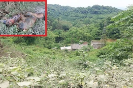 Cận cảnh lợn chết hôi thối khiến người dân khốn khổ