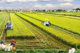 Tập trung và tích tụ đất sản xuất nông nghiệp trong đổi mới mô hình tăng trưởng