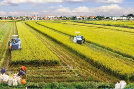 Tập trung và tích tụ đất sản xuất nông nghiệp trong đổi mới mô hình tăng trưởng