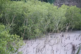 Những cánh rừng ngập mặn chống biến đổi khí hậu tuyệt đẹp ở Cát Bà