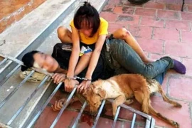 Bắt 10 “cẩu tặc” trộm hơn 40 con chó trong 1 đêm