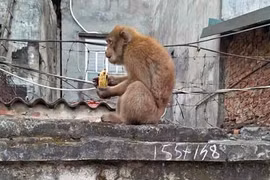 Dân Hà Nội kêu trời khỉ hoang “đại náo” từ mùng 3 Tết tới nay