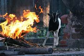 Ảnh: Công viên Thủ Lệ đốt lửa, che bạt sưởi ấm cho động vật