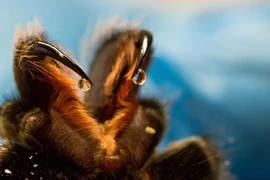 Khoảnh khắc độc lạ hiếm có từ bộ ảnh khoa học