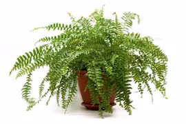 10 loại cây cảnh mini lọc không khí cực đỉnh, dân công sở nên mua ngay