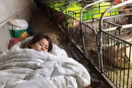 Kiếm 3 tỷ đồng/năm nhờ ngủ cùng lợn suốt 3 tháng mùa đông