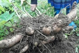 Loại củ “lạ” giống hệt khoai lang khiến chị em thích thú