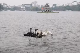 Dân Thủ đô ngỡ ngàng với đàn thiên nga bơi tung tăng giữa hồ Gươm