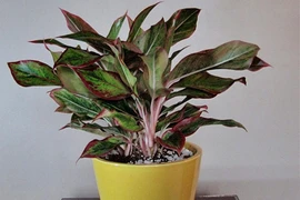 Bật mí 5 loại cây phong thủy trong nhà giúp gia chủ may mắn