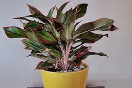 Bật mí 5 loại cây phong thủy trong nhà giúp gia chủ may mắn