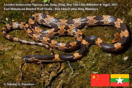 Công bố loài rắn sói mới, nhà khoa học Việt giải mã sao? 