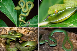Phát hiện loài rắn có “vẻ đẹp chết người”, chuyên gia lý giải sao? 