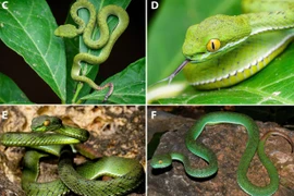 Phát hiện loài rắn có “vẻ đẹp chết người”, chuyên gia lý giải sao? 