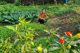 Trang thơ: Tết về nhà là Tết có mẹ cha