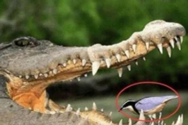 Loài chim bạo dạn nhất thế giới, tìm mồi trong miệng cá sấu