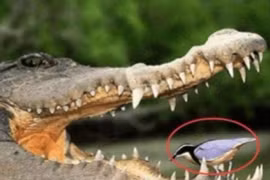 Loài chim bạo dạn nhất thế giới, tìm mồi trong miệng cá sấu