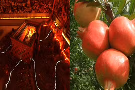 Cây lựu mọc trên lăng mộ Tần Thủy Hoàng, tuyệt đối không được ăn