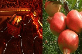 Cây lựu mọc trên lăng mộ Tần Thủy Hoàng, tuyệt đối không được ăn