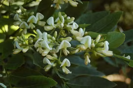 Trồng cây hòe trước nhà không chiêu của báu cũng chiêu tiền