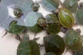 Phóng sinh rùa tai đỏ là hành vi nguy hiểm
