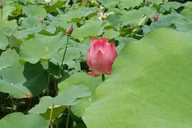 Giáo sư Hồ Khải Xương: Nhà khoa học tạo máy phát điện từ... lá sen 