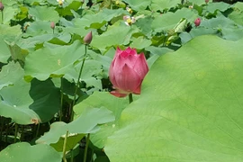 Giáo sư Hồ Khải Xương: Nhà khoa học tạo máy phát điện từ... lá sen 