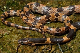 Công bố loài rắn sói mới, nhà khoa học Việt giải mã sao? 