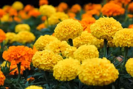 6 loại hoa hễ đặt lên bàn thờ là mất lộc