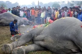Tại sao nói 'Không nên chạm vào con voi đã chết?'