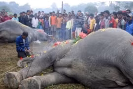 Tại sao nói 'Không nên chạm vào con voi đã chết?'