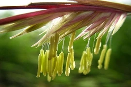 'Khi tre nở hoa, hãy di chuyển ngay lập tức', vì sao?