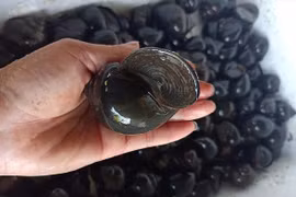 Ốc bươu đen, ốc lác ở miền Tây giảm giá