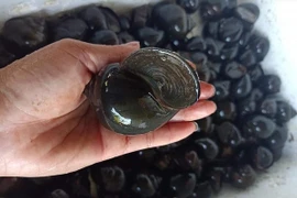 Ốc bươu đen, ốc lác ở miền Tây giảm giá