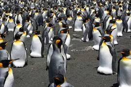 Chim cánh cụt vua lớn nhất thế giới sụt giảm nghiêm trọng