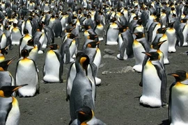 Chim cánh cụt vua lớn nhất thế giới sụt giảm nghiêm trọng