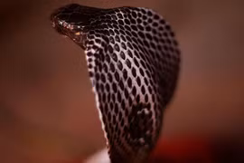 Bị rắn hổ mang cắn, người đàn ông dùng tới 28 loại thuốc giải