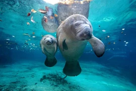 Lợn biển chết hàng loạt với nguyên nhân đáng báo động