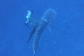 Cận cảnh giải cứu cá mập voi bị dây thừng thắt cổ