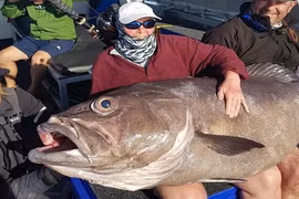 Cụ bà “tóm” được cá “quái vật”, nặng tới 60kg