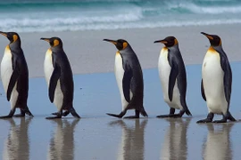 Động vật kỳ quặc: "Thiên hạ đệ nhất" bắn tỉa... phân