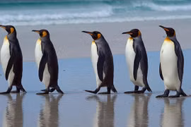 Động vật kỳ quặc: "Thiên hạ đệ nhất" bắn tỉa... phân