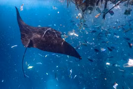 Kinh khủng cảnh cá đuối bơi giữa biển rác ni lông