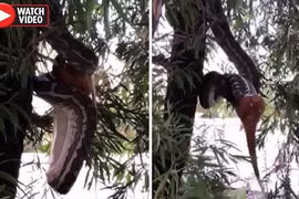 Kịch tính trăn khổng lồ đu mình như vũ công nuốt chửng mồi